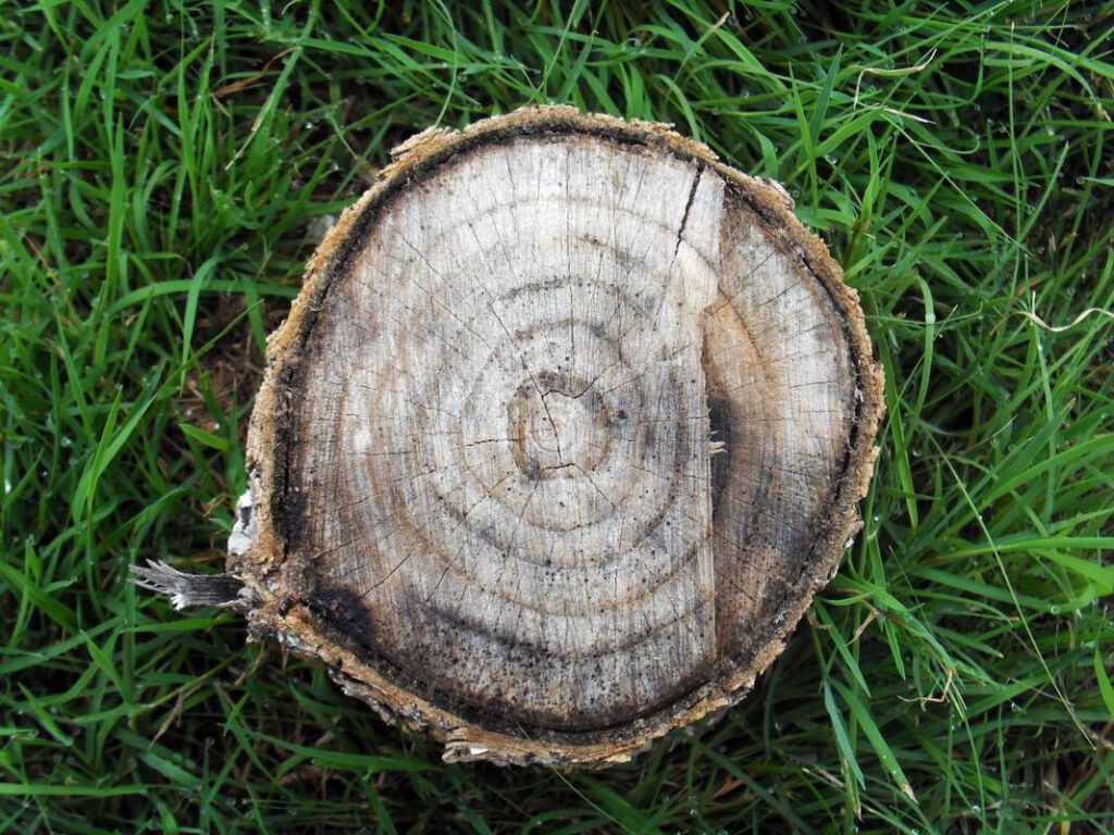bedford-tree-service-company-stump-grinding-removal-1_orig