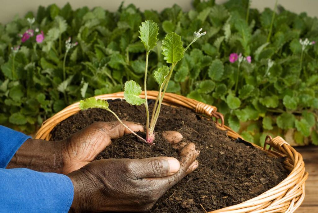 bedford-tree-service-company-tree-planting-moving-1_orig