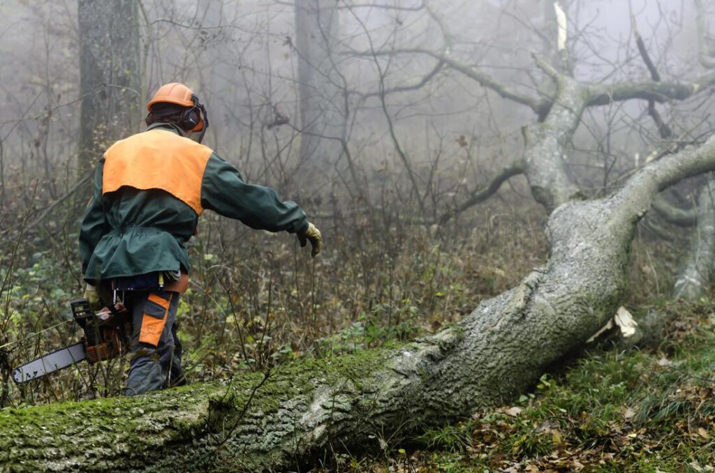 bedford-tree-service-company-tree-removal-disposal-1_orig